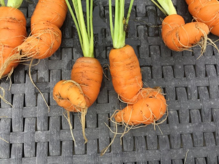 curly carrots