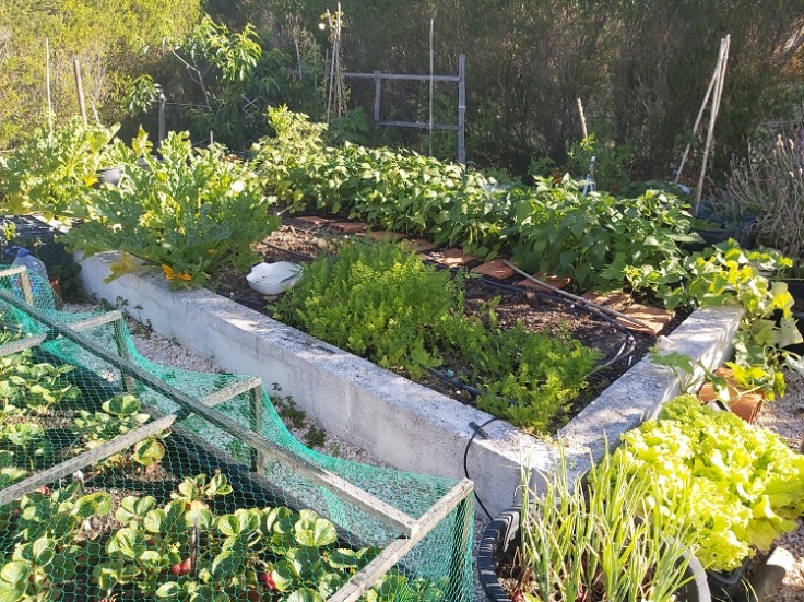 Raised vegetable area in progress