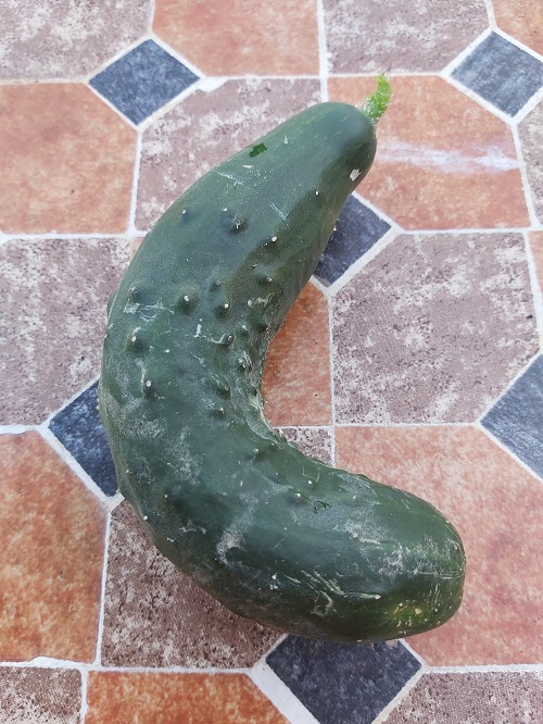 Curly cucumber