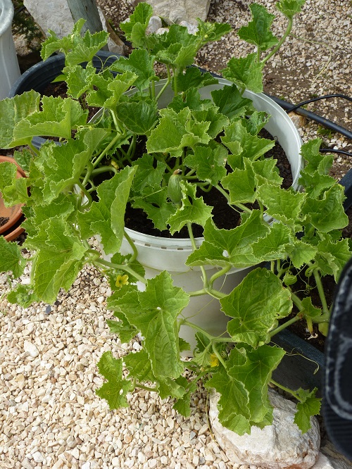 growing melons in pots