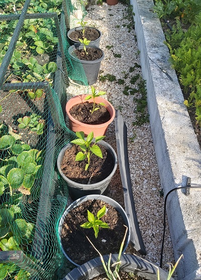 Red pepper plants