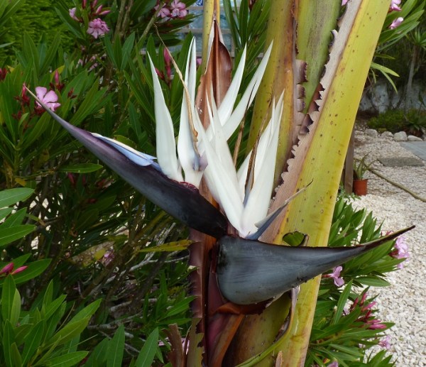 White Bird of Paradise (Strelitzia Nicolai)