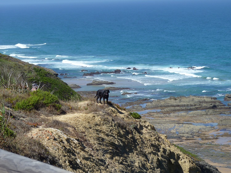 Dog enjoys the views down to Praia da Carriagem