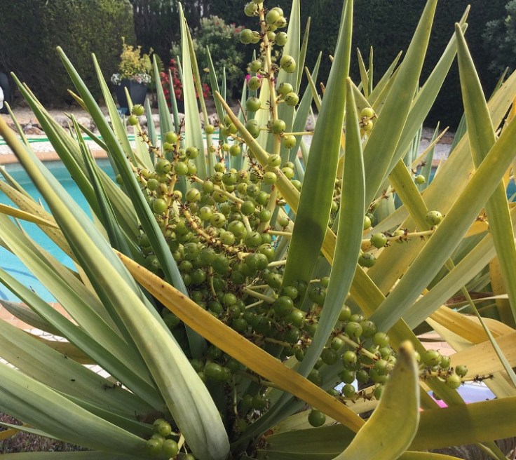 Dracaena Draco (Dragon Tree) berries