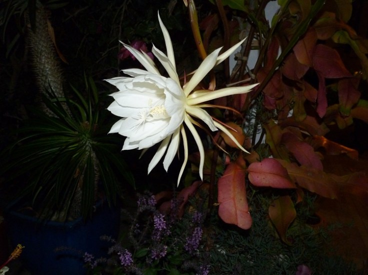 Epiphyllum Oxypetalum (Queen Of The Night)