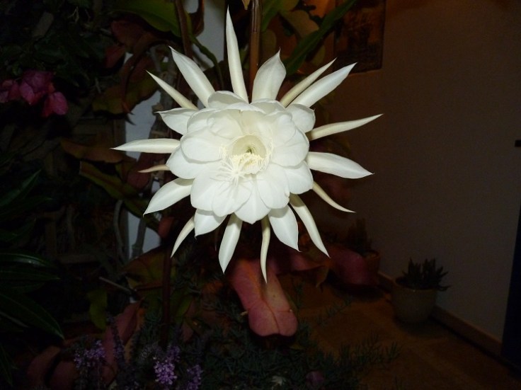 Epiphyllum Oxypetalum (Queen Of The Night)