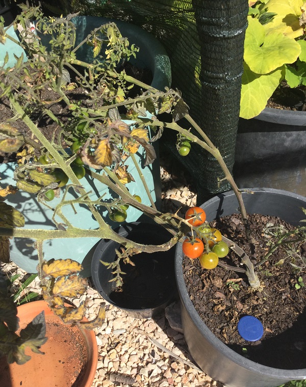Tomato blight