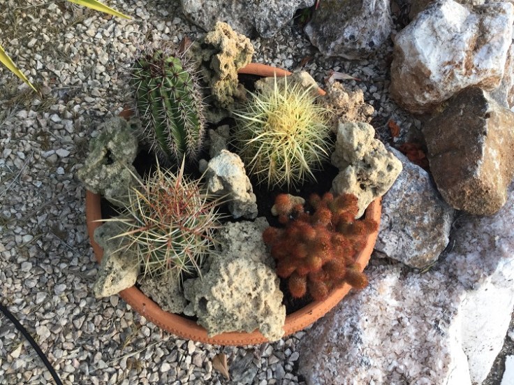 cacti container garden