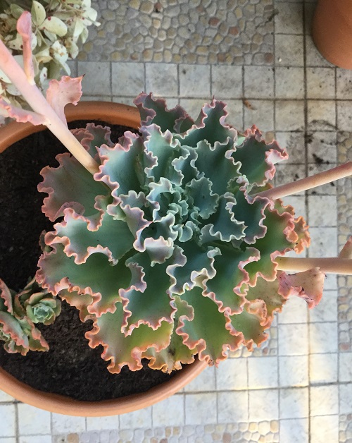 Echeveria - blue curls