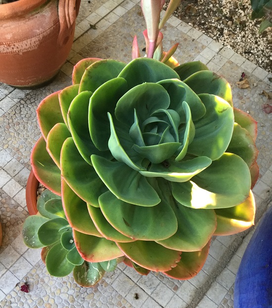 echeveria
