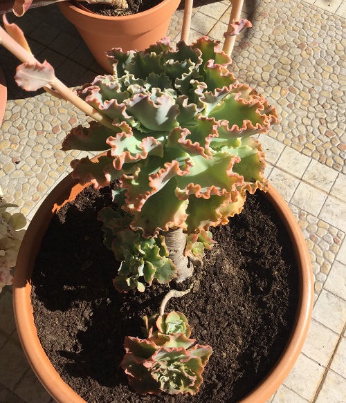 Echeveria - blue curls