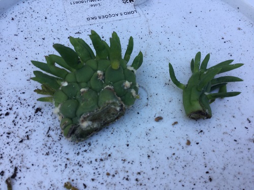 Crested Eve’s Needle Cactus cutting