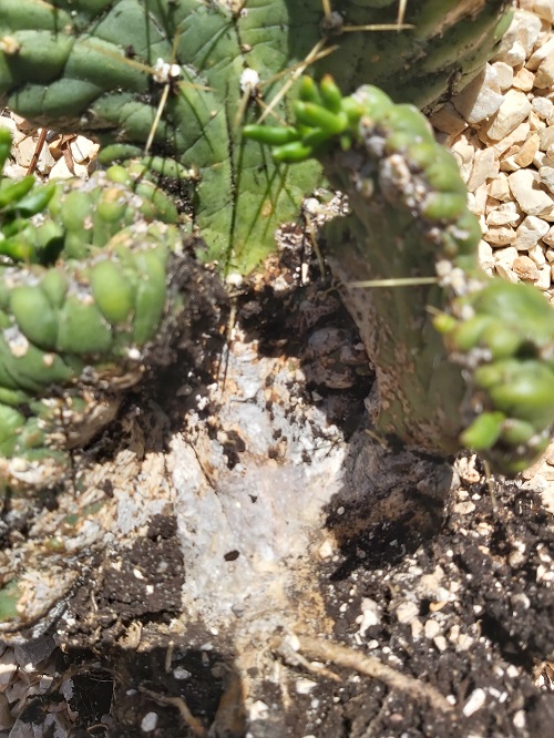 Crested Eve’s Needle Cactus infested with scale