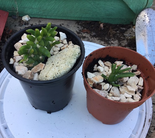 Crested Eve’s Needle Cactus cutting