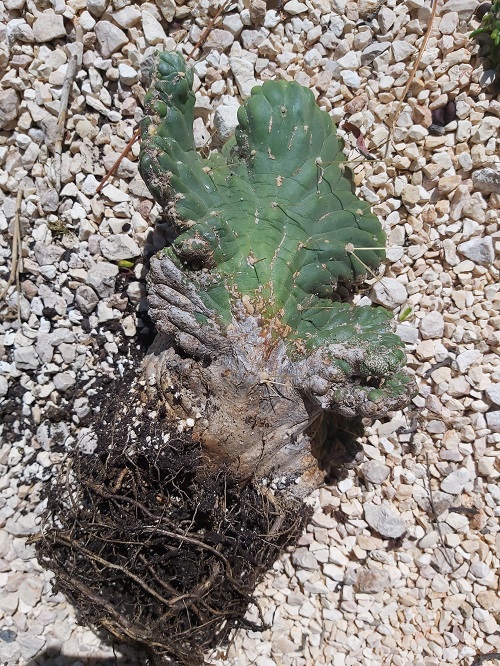 Crested Eve’s Needle Cactus infested with scale