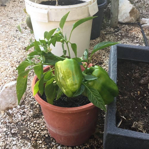 California Wonder Capsicum - Peppers