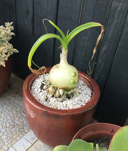 Albuca bracteata - Pregnant Onion Plant