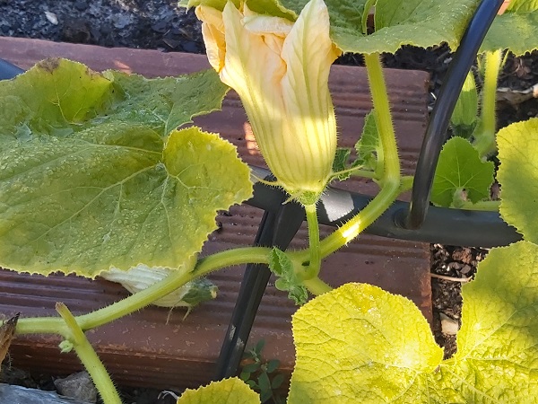 Squash Male Flowers