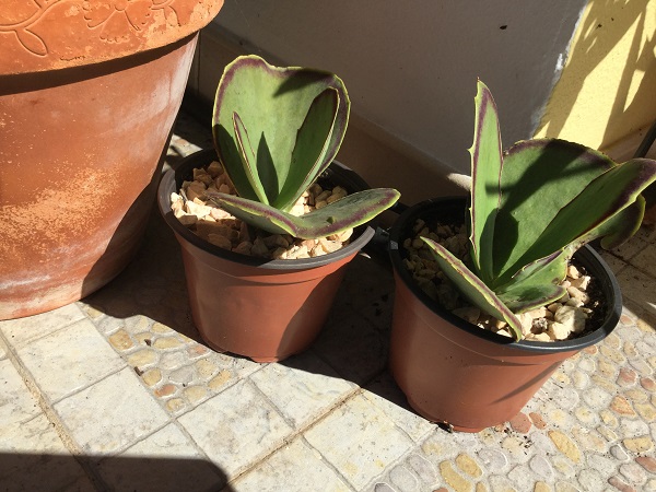 Walking Kalanchoe - Kalanchoe synsepala