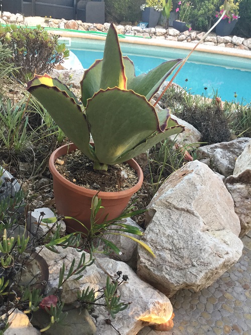 Walking Kalanchoe - Kalanchoe synsepala