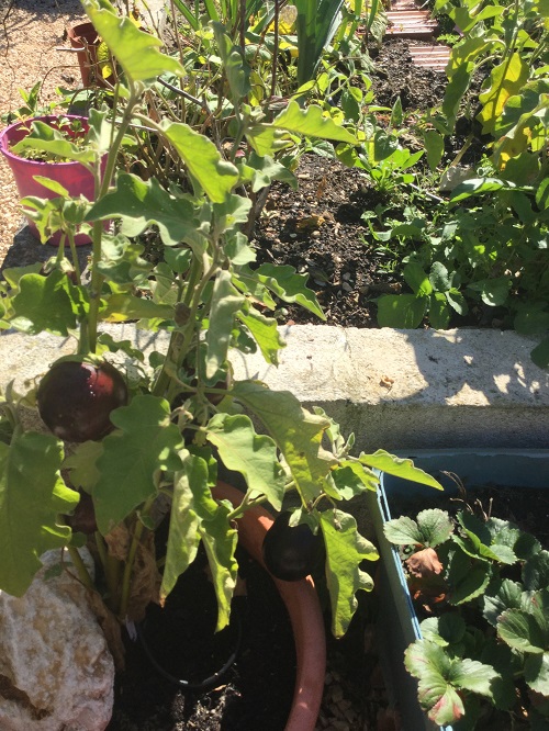 Aubergine growing in a pot