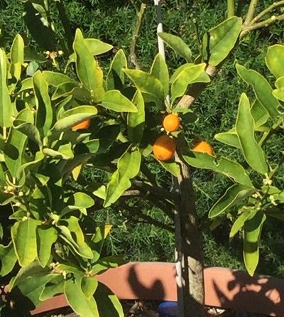 Kumquats