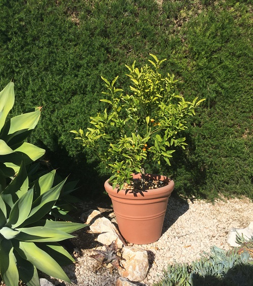 Kumquat growing in a pot