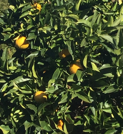 Orange Tree