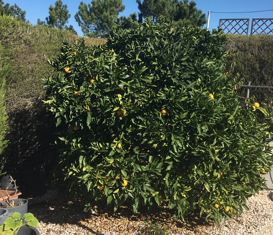 Orange Tree