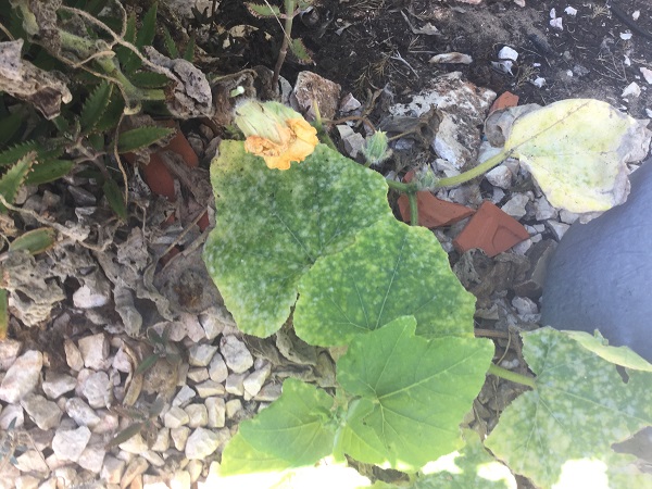 Squash Leaves with White Mold