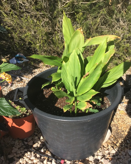 Tumeric 10th October 