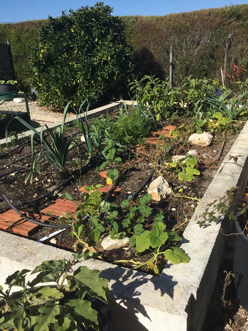 Raised vegetable garden