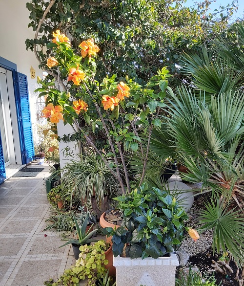 Hibiscus growing in a pot