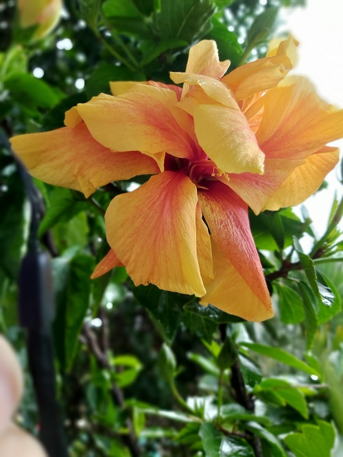 Hibiscus double flower - december
