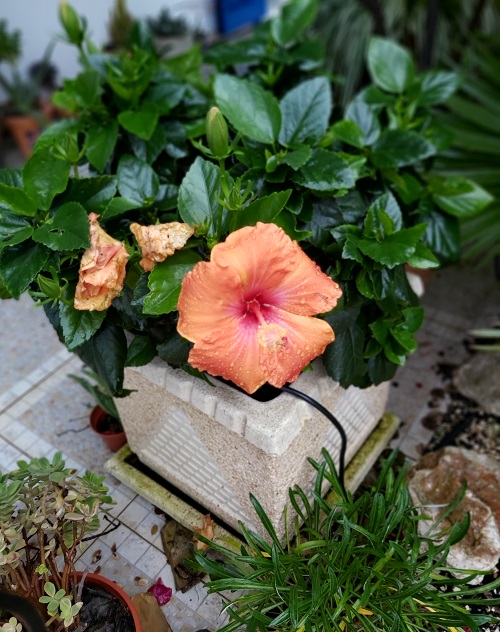 Peach Hibiscus December 2020