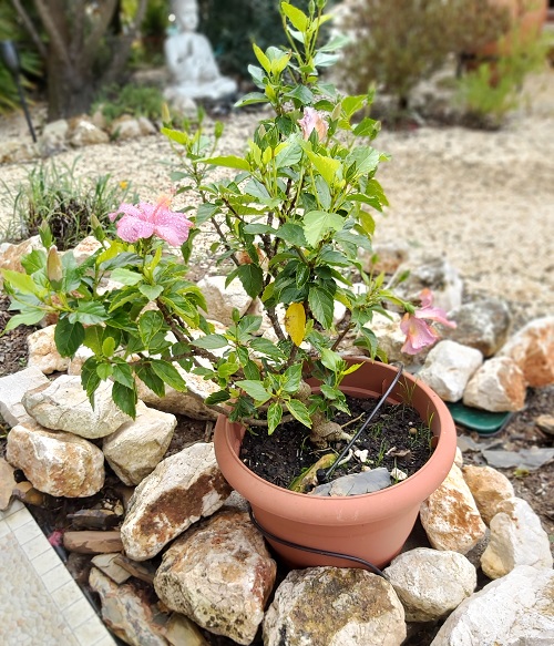 Pink Hibiscus growing in a pot