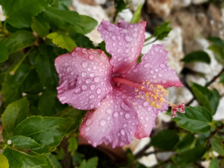 pink hibiscus dec2020