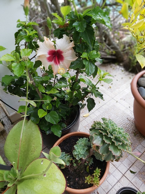 White and red hibiscus