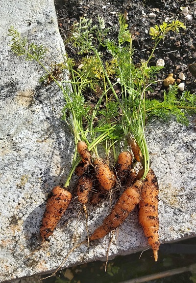 carrots grow well in containers