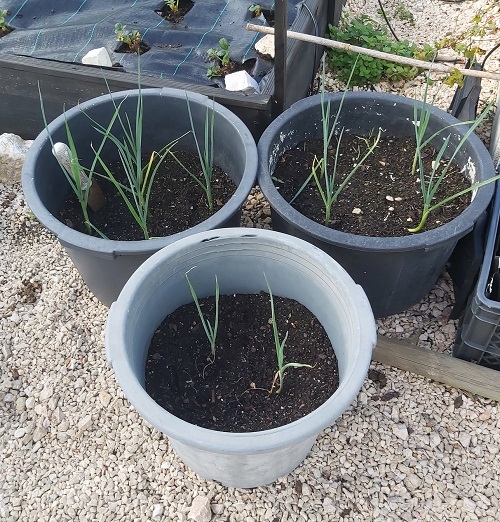 growing leeks in pots