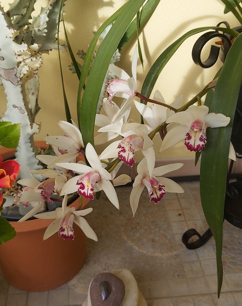 White cymbidium orchid