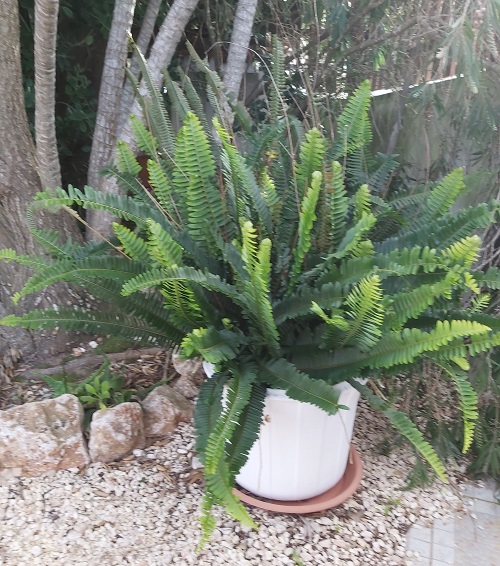 Fern growing in a pot