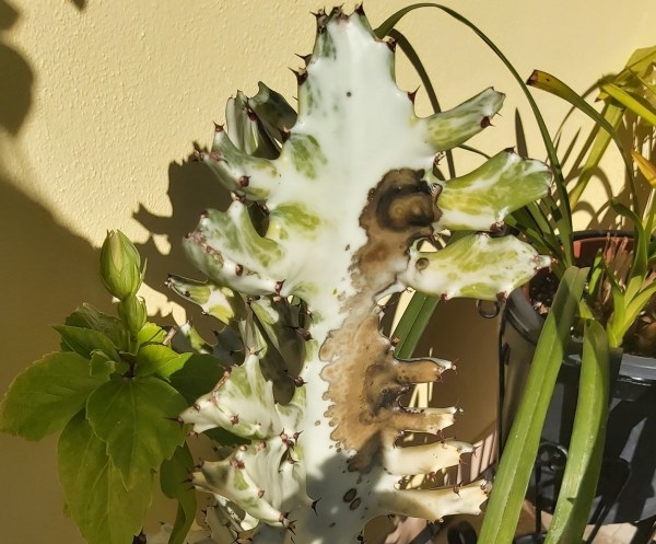 Euphorbia ghost with brown marks