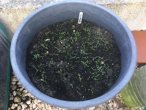 Carrot seelings in January