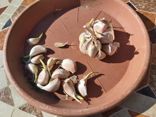 Sprouting Garlic Cloves