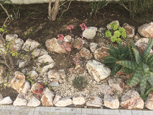 Succulent rockery