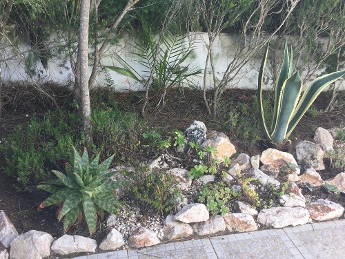 Succulent rockery