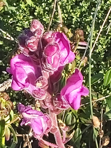 Boco-de-lobo-do-literol - Antirrhinum Cirrhigerum - Wolf Mouth. Photo taken in January western Algarve, Portugal
