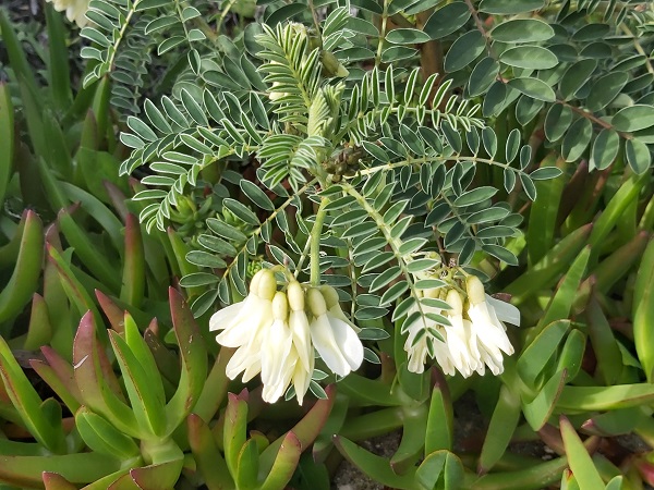 erophaca baetica boiss, milk vetch , alfavaca-dos-montes