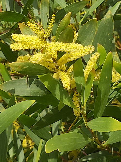 Acacia longifolia - Mimosa longifolia Algarrve, Portugal